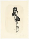 Artist: b'ROSE, David' | Title: b'Iris plate' | Date: 1986 | Technique: b'aquatint, printed in black ink, from one plate'
