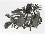 Artist: b'GRIFFITH, Pamela' | Title: b'Banksias' | Date: 1989 | Technique: b'hardground-etching and aquatint, printed in black ink, from one copper plate' | Copyright: b'\xc2\xa9 Pamela Griffith'