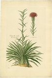 Artist: Bauer, Ferdinand. | Title: Gymea lily (parts i). | Date: 1806-13 | Technique: engraving, printed in colour, from one plate; hand-coloured; letterpress
