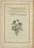 Title: b'not titled [viola betonicifolia].' | Date: 1861 | Technique: b'woodengraving, printed in black ink, from one block'