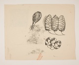 Artist: b'Hirschfeld Mack, Ludwig.' | Title: b'not titled [Flowers and seedpods] [recto]; [Flowers and seedpods, and colour mosaic grid] [verso]' | Date: (1950-59?) | Technique: b'transfer print (recto)'