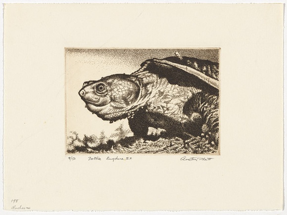 Artist: b'PLATT, Austin' | Title: b'Tortoise Emydura S.P.' | Date: c.1987 | Technique: b'etching, printed in black ink, from one plate'
