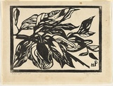 Artist: b'PRESTON, Margaret' | Title: b'Native pear, Australian' | Date: 1935 | Technique: b'woodcut, printed in black ink, from one block' | Copyright: b'\xc2\xa9 Margaret Preston. Licensed by VISCOPY, Australia'