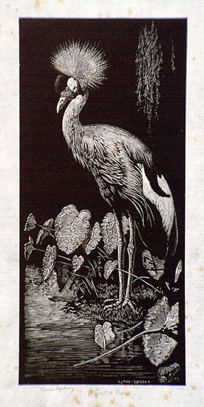 Artist: b'LINDSAY, Lionel' | Title: b'Crested crane' | Date: 1936 | Technique: b'wood-engraving, printed in black ink, from one block' | Copyright: b'Courtesy of the National Library of Australia'