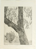 Artist: GRIFFITH, Pamela | Title: Listening goanna | Date: 1981 | Technique: etching, soft ground printed in black ink, from one zinc plate | Copyright: © Pamela Griffith