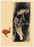 Artist: b'Thorpe, Lesbia.' | Title: b'Cassowary' | Date: 1982 | Technique: b'woodcut, printed in colour, from two blocks'