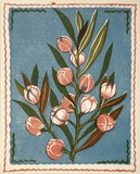 Artist: OGILVIE, Helen | Title: Greeting card: Christmas, Wax Flower | Technique: linocut, printed in colour, from multiple blocks