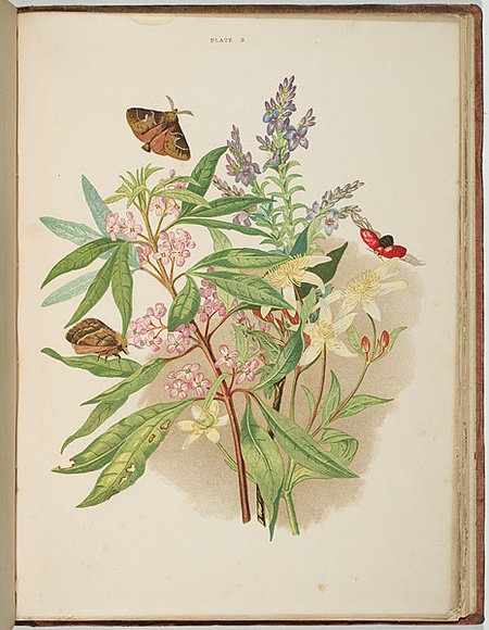 Artist: b'Meredith, Louisa Anne.' | Title: b'Tasmanian speedwell' | Date: 1860 | Technique: b'lithograph, printed in colour, from multiple stones'