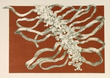 Artist: RICHARDSON, Berris | Title: Vertibral takeoff | Date: 1977 | Technique: lithograph, printed in colour, from three stones