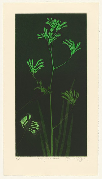 Artist: GRIFFITH, Pamela | Title: Kangaroo Paws | Date: 1987 | Technique: hardground-etching and aquatint, printed in colour, from two zinc plates | Copyright: © Pamela Griffith