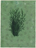 Title: Sea floor 24 | Date: 2009 | Technique: digital print, printed in colour, from digital file; etching, printed in green ink, from one plate; hand-painted