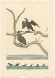 Artist: b'GRIFFITH, Pamela' | Title: b'The Great Cormorant' | Date: 1989 | Technique: b'hardground-etching and aquatint, printed in colour, from two copper plates; additional hand-tinting' | Copyright: b'\xc2\xa9 Pamela Griffith'