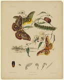 Title: Antheraea eucalypti. | Date: 1864 | Technique: lithograph, printed in black ink, from one stone; hand-coloured