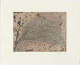 Artist: b'HALL, Fiona' | Title: b'Wattle and mantid' | Date: 2006 | Technique: b'etching, printed in black ink, from one plate'