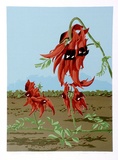 Artist: letcher, William. | Title: Sturt Desert Pea. | Date: 1979 | Technique: screenprint, printed in colour, from multiple stencils | Copyright: With the permission of The William Fletcher Trust which provides assistance to young artists.