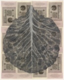 Artist: b'HALL, Fiona' | Title: b'Brassica oleracea var. capitata  - Cabbage (German currency)' | Date: 2000 - 2002 | Technique: b'gouache' | Copyright: b'\xc2\xa9 Fiona Hall'