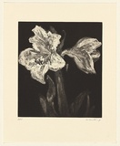 Artist: b'Harding, Nicholas.' | Title: b'not titled [lily II]' | Date: 2004 | Technique: b'open-bite and aquatint, printed in black ink, from one plate'