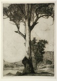 Artist: b'ROBERTSON, Bruce' | Title: b'A monarch of the bush' | Date: 1931 | Technique: b'etching, printed in black ink with plate-tone, from one plate'