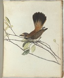 Artist: Lewin, J.W. | Title: Orange rumpt flycatcher. | Date: 1803-1805 | Technique: etching, printed in black ink, from one copper plate; hand-coloured