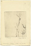 Artist: WALKER, Murray | Title: Rose or thorn growths | Date: 1960 | Technique: etching, printed in black ink, from one plate