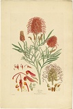 Artist: b'Bauer, Ferdinand.' | Title: b'Grevillea banksii.' | Date: 1806-13 | Technique: b'engraving, printed in colour, from one plate; hand-coloured; letterpress'