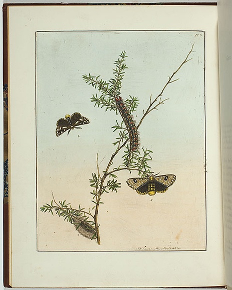 Artist: b'Lewin, J.W.' | Title: b'Bombyx tristis' | Date: 09 November 1803 | Technique: b'etching, printed in black ink, from one copper plate; hand-coloured'