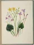 Artist: Charsley, Fanny Anne. | Title: Anthropodium laxum [grass lily], villarsia parnassifolia and patersonia glauca. | Date: 1867 | Technique: lithograph, printed in black ink, from one stone; handcoloured