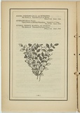 Title: b'not titled [fadus cunninghami/thysanotus paternsonei].' | Date: 1861 | Technique: b'woodengraving, printed in black ink, from one block'