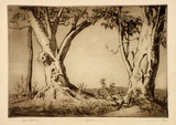 Artist: b'LINDSAY, Lionel' | Title: b'White gums' | Date: 1937 | Technique: b'drypoint, printed in brown ink with plate-tone, from one plate' | Copyright: b'Courtesy of the National Library of Australia'