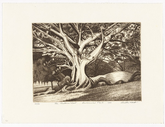 Artist: b'PLATT, Austin' | Title: b'The buttress root, Centennial Park' | Date: 1980 | Technique: b'lithograph, printed in black ink, from one stone'