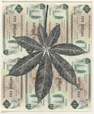 Artist: HALL, Fiona | Title: Ceiba pentandra - Kapok (Guyanese currency) | Date: 2000 - 2002 | Technique: gouache | Copyright: © Fiona Hall