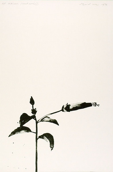 Artist: b'Rose, David.' | Title: b'Hibiscus (next morning)' | Date: 1974 | Technique: b'lithograph, printed in black ink, from one zinc plate'