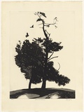 Artist: b'GRIFFITH, Pamela' | Title: b'Black cockatoos' | Date: 1981 | Technique: b'etching, aquatint printed in black ink, from one zinc plate' | Copyright: b'\xc2\xa9 Pamela Griffith'