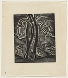 Artist: b'Rosenstengel, Paula.' | Title: b'Horse chestnut, Capel-y-ffin' | Date: c.1940 | Technique: b'wood-engraving, printed in black ink, from one block'