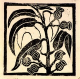 Artist: b'Kingston, Amie.' | Title: b'Birthday card for Jocelyn: Gum leaves with nuts' | Date: 1985 | Technique: b'linocut, printed in black ink, from one block'