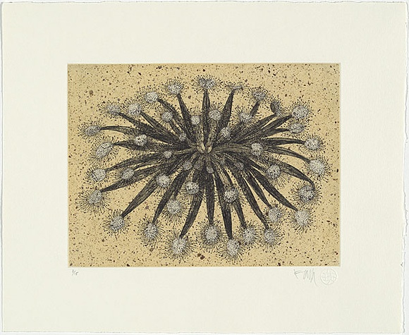 Artist: b'HALL, Fiona' | Title: b'Sundew' | Date: 2006 | Technique: b'etching, printed in black ink, from one plate'