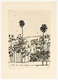 Artist: ROSE, David | Title: Palms at Ourimbah | Date: 1977 | Technique: aquatint, printed in black ink, from one plate