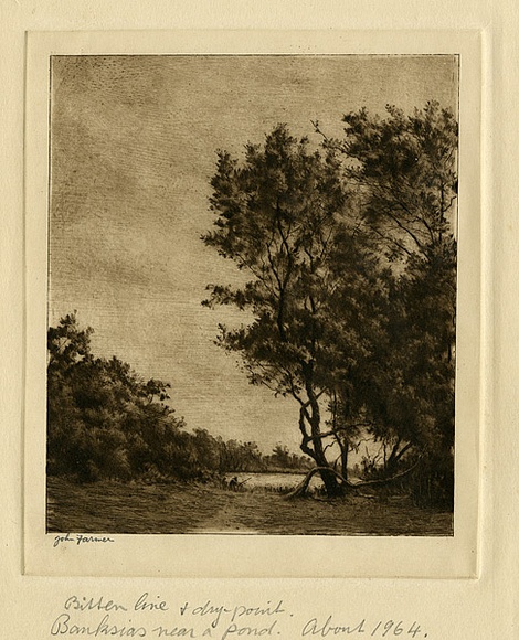 Artist: b'Farmer, John.' | Title: b'Banksias near a pond.' | Date: c.1964 | Technique: b'drypoint, etching, printed in brown ink with plate-tone, from one plate'