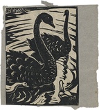 Artist: b'Reynell, Gladys' | Title: b'(Black swans).' | Date: 1923-1933 | Technique: b'linocut, printed in black ink, from one block' | Copyright: b'\xc2\xa9 The Estate of Gladys Reynell'