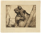 Title: b'Australian koalas' | Date: c.1929 | Technique: b'line etching, printed in brown ink with plate-tone, from one plate'