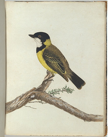 Artist: b'Lewin, J.W.' | Title: b'Black crown thrush.' | Date: 1803-1805 | Technique: b'etching, printed in black ink, from one copper plate; hand-coloured'