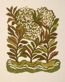 Artist: b'OGILVIE, Helen' | Title: b'Greeting card: Christmas, Rice Flower' | Technique: b'linocut, printed in colour, from multiple blocks'