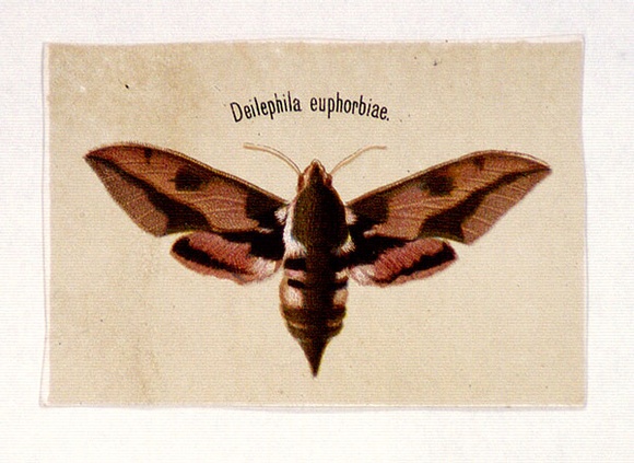 Artist: b'Scott, Harriet.' | Title: b'Deilephila euphorbiae' | Date: c.1860 | Technique: b'lithograph, printed in colour, from multiple stones'