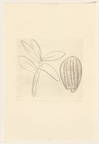 Title: b'A shell and some leaves' | Date: 1982 | Technique: b'drypoint, printed in black ink, from one perspex plate'