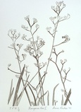 Artist: b'Pinkas, Anne.' | Title: b'Kangaroo paw II' | Date: 1988 | Technique: b'offset-lithograph, printed in dark green ink, from one stone'