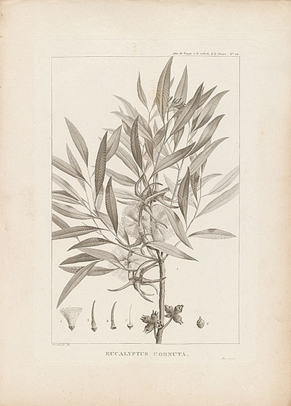 Artist: b'Redout\xc3\xa9, Pierre-Joseph.' | Title: b'Eucalyptus cornuta' | Date: 1800 | Technique: b'engraving, printed in black ink, from one copper plate'