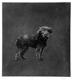Artist: Daws, Lawrence. | Title: Dog. | Date: 1978 | Technique: photo-etching and etching, printed in black ink, from one plate | Copyright: © Lawrence Daws