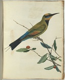 Artist: Lewin, J.W. | Title: Mountain bee eater. | Date: 1803-1805 | Technique: etching, printed in black ink, from one copper plate; hand-coloured
