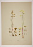 Title: Diuris. | Date: 1894 | Technique: lithoraph, printed in black ink, from one stone [or plate]; hand-coloured
