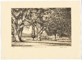 Artist: PLATT, Austin | Title: Three Morton Bay fig trees, Centennial Park | Date: 1985 | Technique: etching, printed in black ink, from one plate